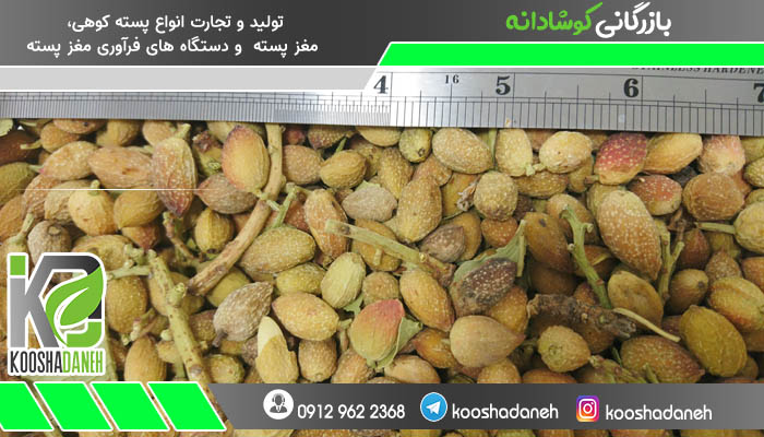 معرفی انواع پسته کوهی سرخس